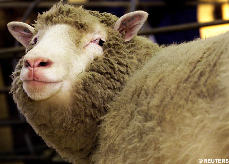 File:Dolly the sheep.jpg