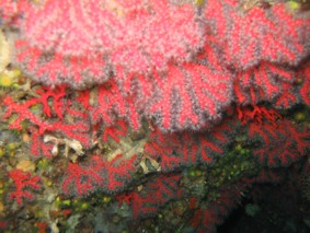 Corallium rubrum.jpg