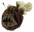 Humpback anglerfish.png