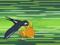 Ash Taillow Peck.png