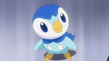 Dawn Piplup.png