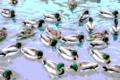 A sea of ducks.png