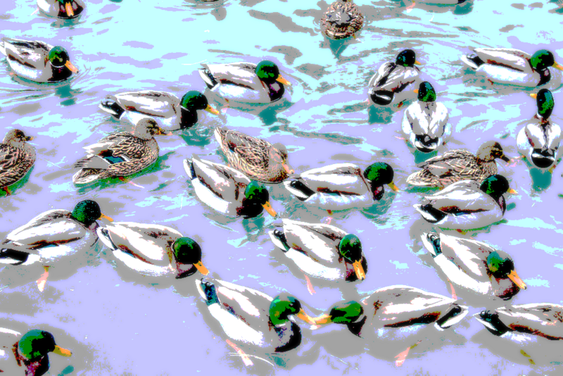 File:A sea of ducks.png