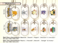Pokémon Collectible Dog Tags series 1.png