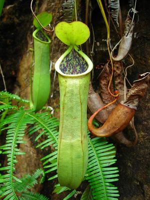 Nepenthes benstonei.jpg